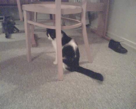 Huskat mimi billede 7