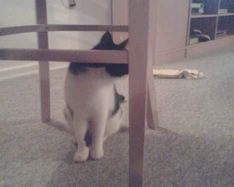 Huskat mimi billede 8