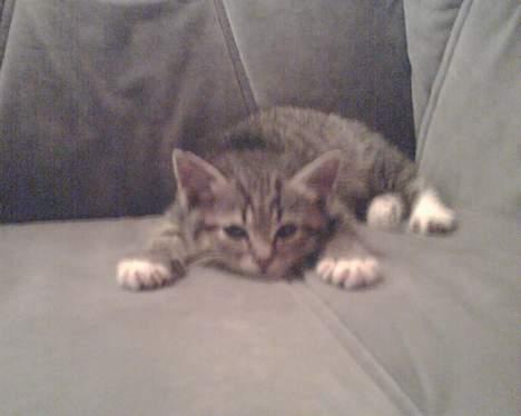 Huskat mulle (død d 28/04-07) - den dag hun kom her 6 uger gamle billede 1