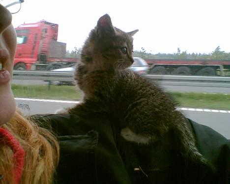 Huskat mulle (død d 28/04-07) - på vej hjem på motorvejen billede 2