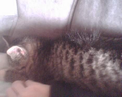 Huskat mulle (død d 28/04-07) billede 3