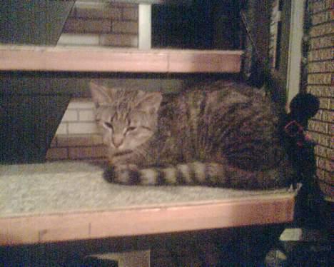 Huskat mulle (død d 28/04-07) - nu er jeg blevet stor billede 4