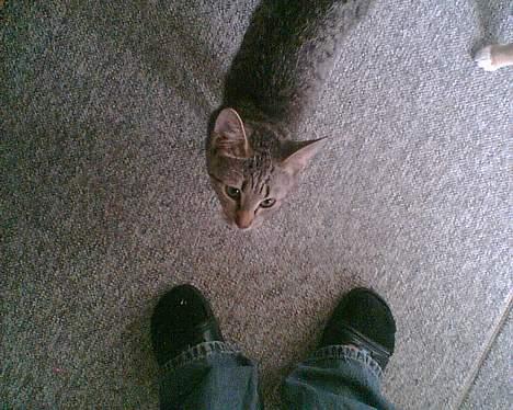 Huskat mulle (død d 28/04-07) billede 5