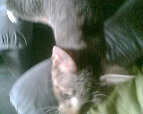 Huskat mulle (død d 28/04-07) billede 6