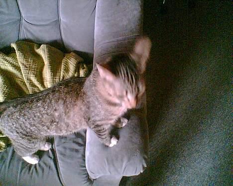 Huskat mulle (død d 28/04-07) billede 7