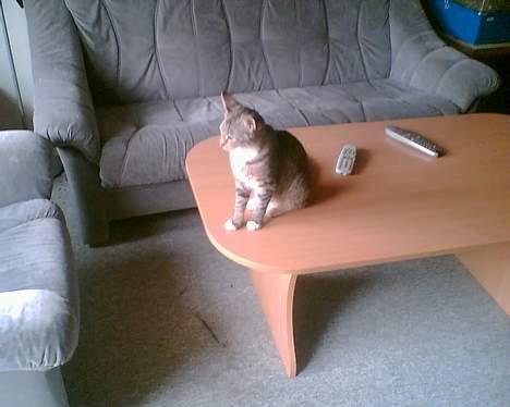 Huskat mulle (død d 28/04-07) billede 8