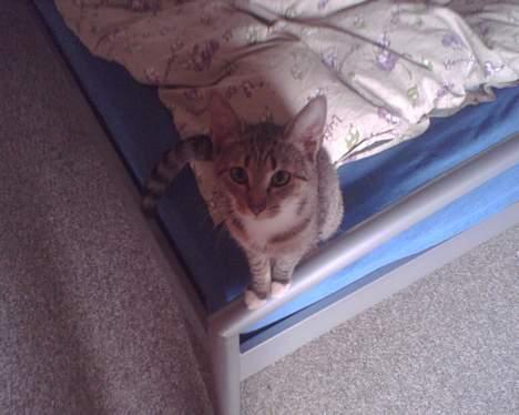 Huskat mulle (død d 28/04-07) billede 10