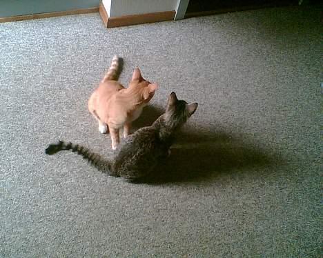 Huskat mulle (død d 28/04-07) - mulle med sin bedste ven garfield billede 12