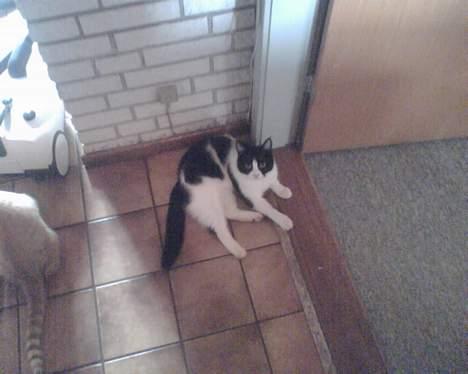 Huskat mimi billede 9