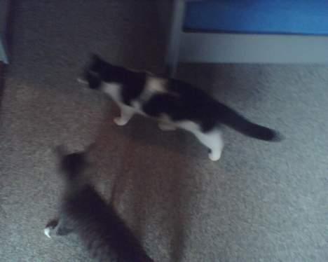 Huskat mimi - mimi og mulle billede 10