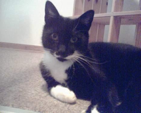 Huskat gizmo (giga) billede 7