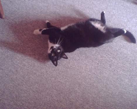 Huskat gizmo (giga) billede 8