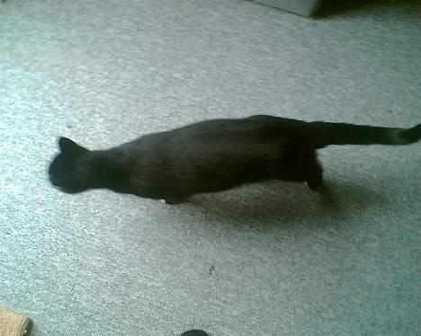 Huskat gizmo (giga) billede 9