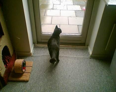 Huskat gizmo (giga) billede 10