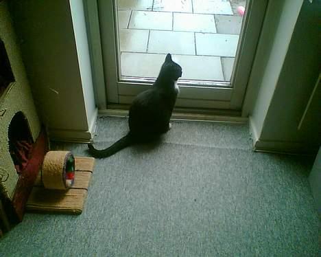 Huskat gizmo (giga) billede 11