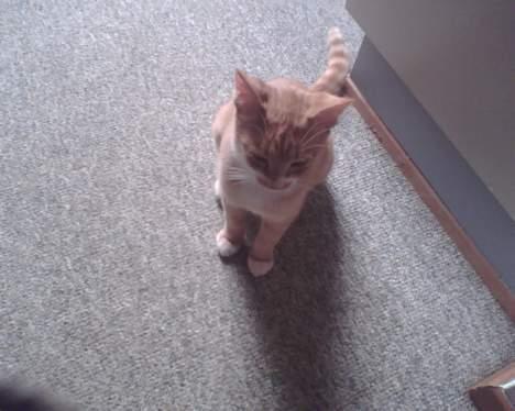 Huskat garfield billede 10