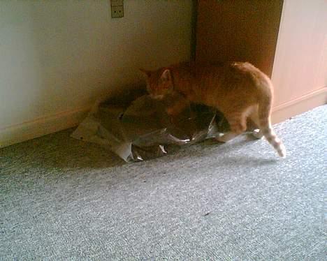 Huskat garfield - vi fik posen op mor billede 11
