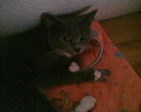 Huskat tøssen billede 1