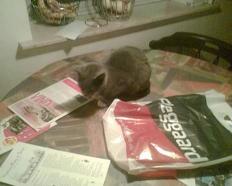 Huskat tøssen billede 2