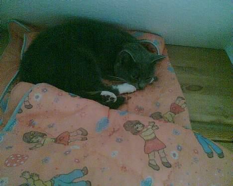 Huskat tøssen billede 4