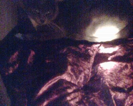 Huskat tøssen billede 5