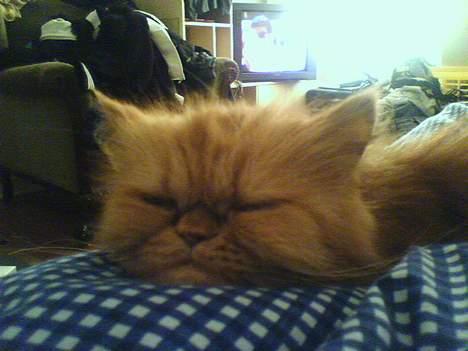 Perser gnavpot billede 1