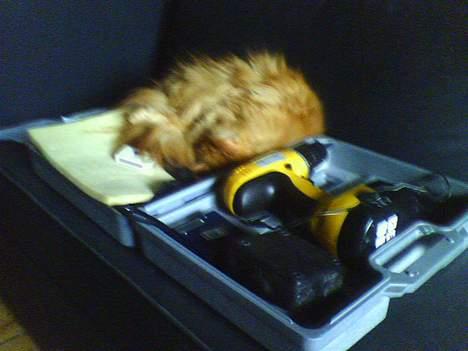 Perser gnavpot billede 2