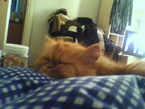 Perser gnavpot billede 3