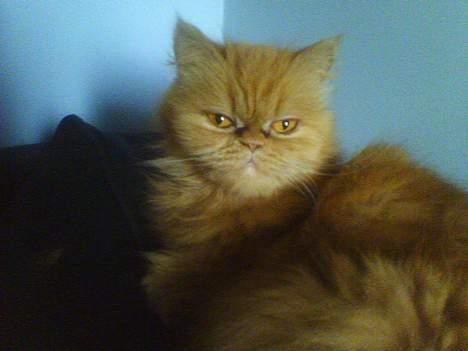 Perser gnavpot billede 4