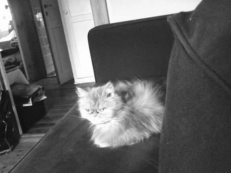 Perser gnavpot billede 5