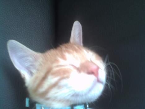 Huskat Bølle billede 19