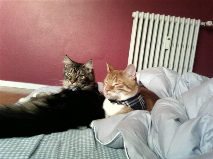 Maine Coon Becca billede 6