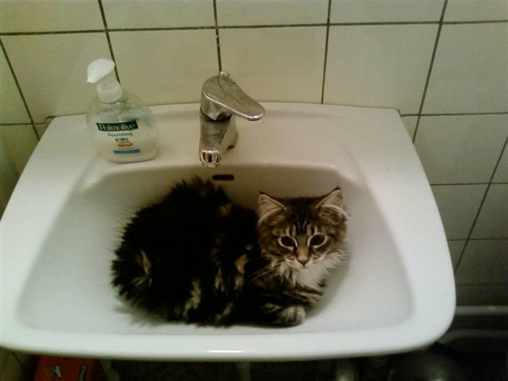 Maine Coon Becca billede 7