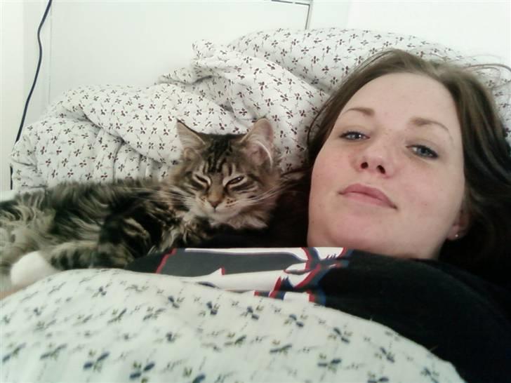 Maine Coon Becca billede 8