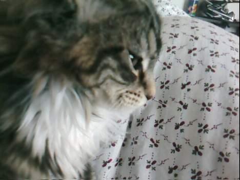 Maine Coon Becca billede 9