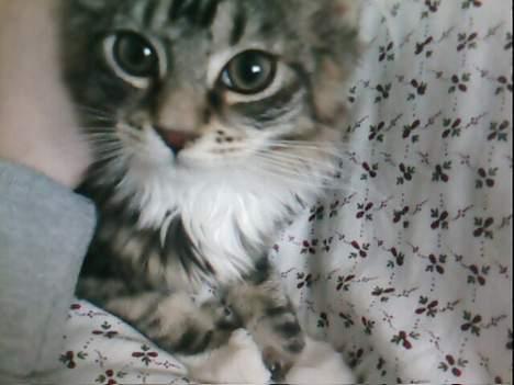 Maine Coon Becca billede 10