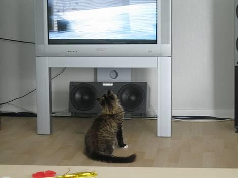 Maine Coon Hannibal - Jeg eeeelsker bare at se TV...især fodbold  billede 7