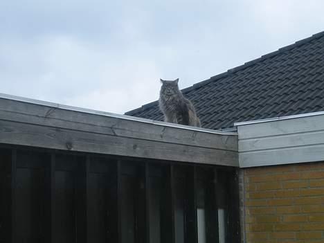 Maine Coon Gizmo - DØD - Kongen af kvarteret... billede 7