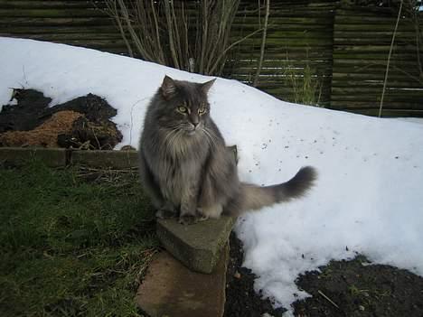 Maine Coon Gizmo - DØD - Sneen er kold...uuhhhh billede 8