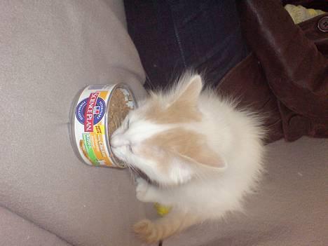 Norsk Skovkat malou billede 1