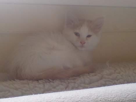 Norsk Skovkat malou billede 2