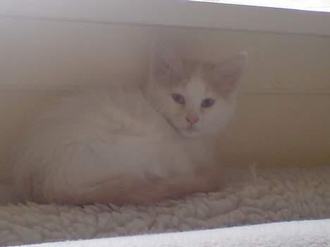 Norsk Skovkat malou billede 3