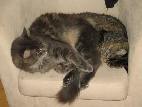 Maine Coon Gizmo - DØD - Famile-hygge... billede 9