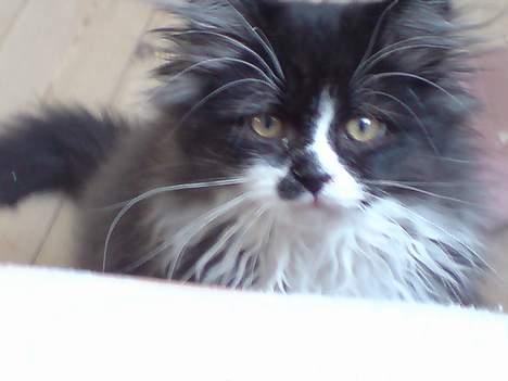 Blanding af racer Bamse billede 1