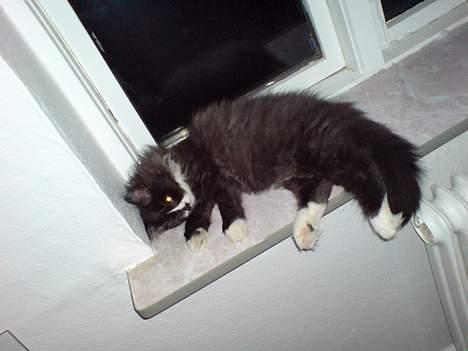 Blanding af racer Bamse billede 2