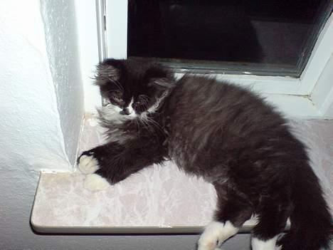 Blanding af racer Bamse billede 3