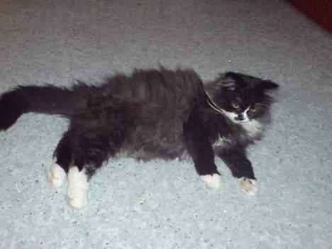 Blanding af racer Bamse billede 4