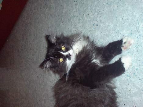 Blanding af racer Bamse billede 5