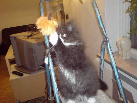 Blanding af racer Bamse billede 6