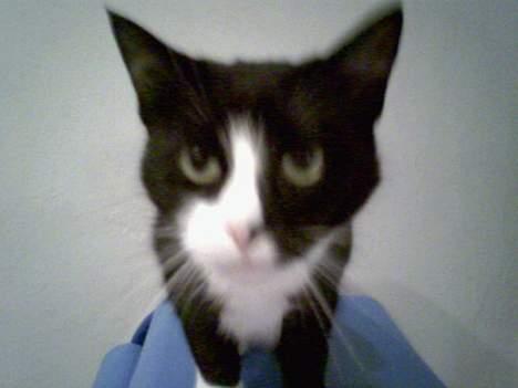 Huskat Mary billede 1